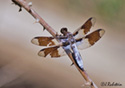 Libellula forensis